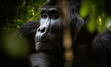 11 Days Best of Uganda Nature Safari