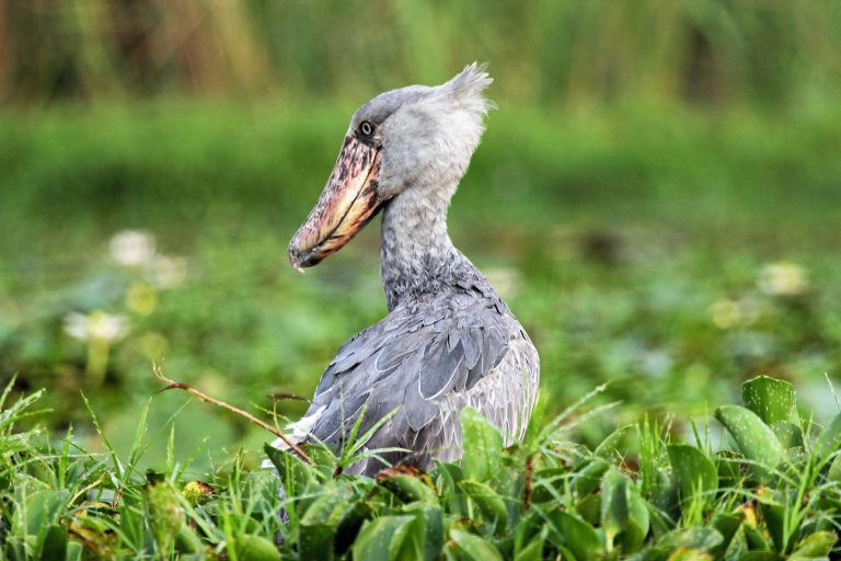 Shoebill Mabamba Swamp